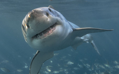 Australia: Nie będzie ataków rekinów. Będą "interakcje"