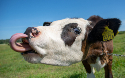 Pierwszy kraj opodatkuje rolników za gazy zwierząt?