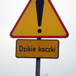 Zabrakło znaku drogowego z ostrzeżeniem o dzikich zwierzętach