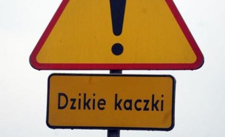 Zabrakło znaku drogowego z ostrzeżeniem o dzikich zwierzętach