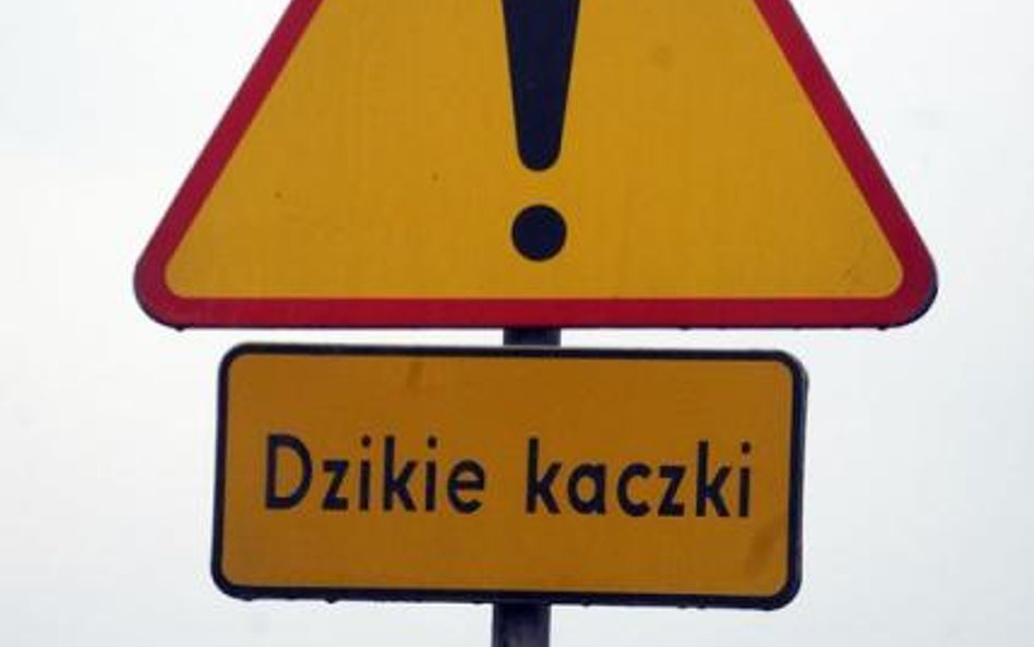 Zabrakło znaku drogowego z ostrzeżeniem o dzikich zwierzętach