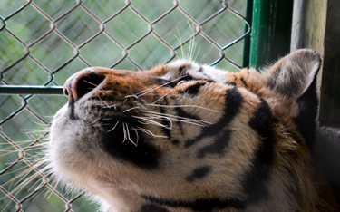 Sprawa tygrysów pokazała, że prawo nie zdało egzaminu - Michał Rudy o przepisach o ochronie zwierząt
