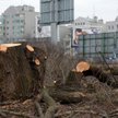 Wycinka na prywatnej działce, Kraków Czyżyny, rok 2017