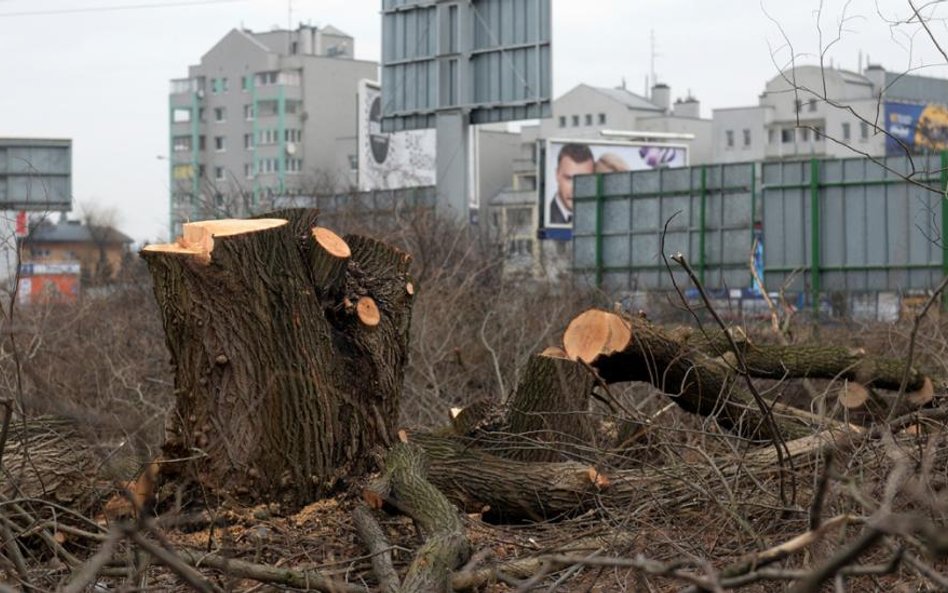 Wycinka na prywatnej działce, Kraków Czyżyny, rok 2017