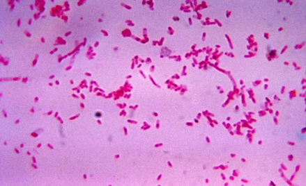 Fusobacterium