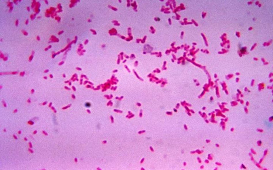 Fusobacterium