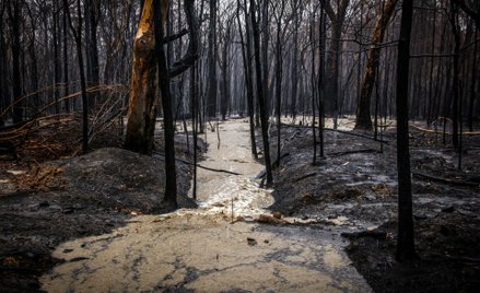 Pożary w Australii. Rząd: to normalne. Naukowcy zaprzeczają
