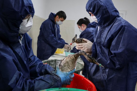 Wolontariusze i weterynarze myją ptaki z mazutu