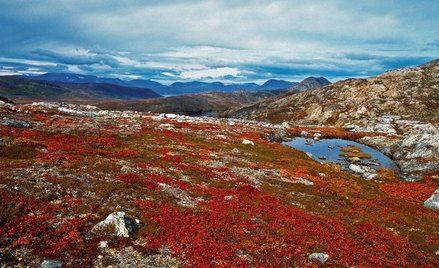 Jesienna tundra na Labradorze