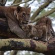 Lwy przeżyją dzięki turystom