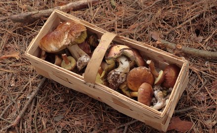 Sprzedaż grzybów tylko z atestem