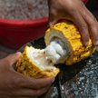 Susza doprowadziła do zmniejszenia upraw kakao w Afryce Zachodniej, skąd pochodzi większość światowe