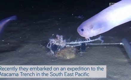 Na dnie oceanu znaleziono nowe gatunki ryb