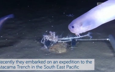 Na dnie oceanu znaleziono nowe gatunki ryb