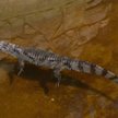 Krokodyl podrzutek nie zostanie w warszawskim zoo