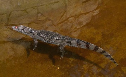 Krokodyl podrzutek nie zostanie w warszawskim zoo
