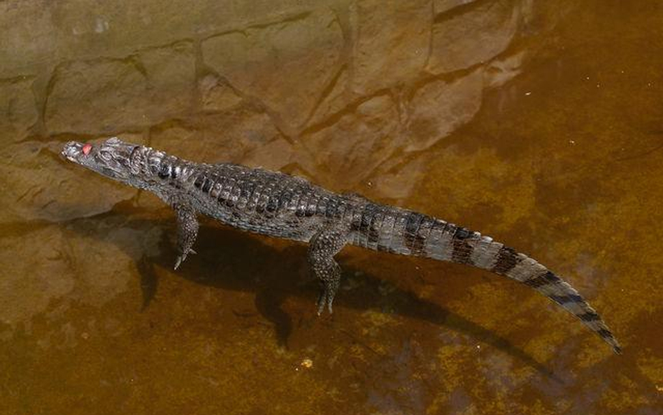 Krokodyl podrzutek nie zostanie w warszawskim zoo