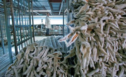 Szczepan Wójcik: Proces humanizowania zwierząt, animalizowania człowieka