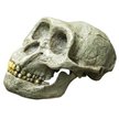 Geny neandertalczyków odpowiadają za ostry przebieg COVID?