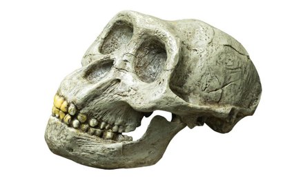 Geny neandertalczyków odpowiadają za ostry przebieg COVID?