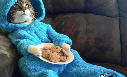 Ambasada USA w Australii przeprasza za "kota w piżamie"