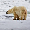 Misie polarne mogą dotkliwie odczuć ocieplanie się klimatu