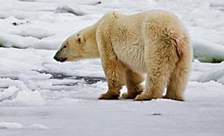 Misie polarne mogą dotkliwie odczuć ocieplanie się klimatu