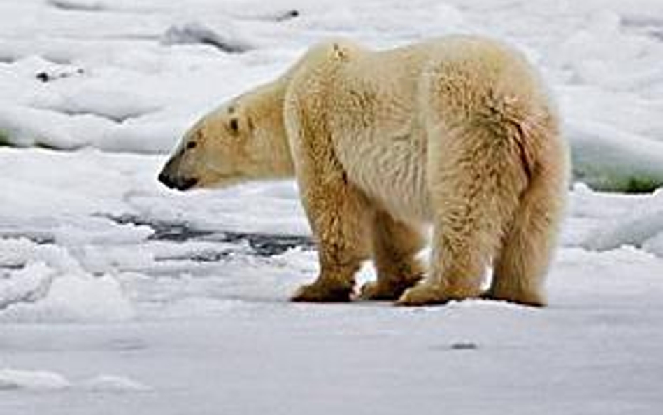 Misie polarne mogą dotkliwie odczuć ocieplanie się klimatu