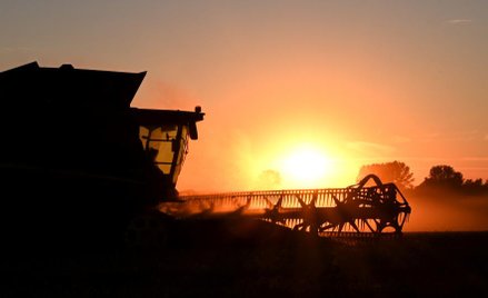 Dobry rok dla pszenicy w Niemczech i Polsce