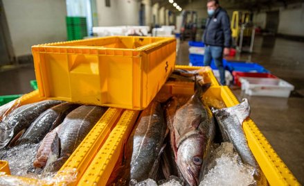 WTO bezradna wobec nadmiernych połowów ryb