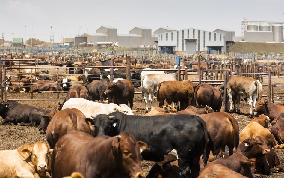 Amerykańscy farmerzy coraz częściej monitorują bydło, korzystając beaconów. Dzięki temu są tez wstan
