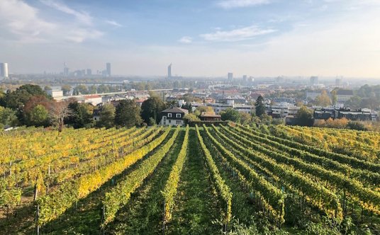 Stolica Austrii jest największym na świecie miejskim producentem wina. W Wiedniu działa kilkuset pro