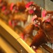 Wójt Wiśniewa postuluje opodatkowanie kurników i innych budynków inwentarskich podatkiem od nierucho