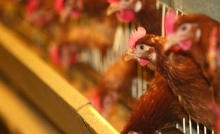 Wójt Wiśniewa postuluje opodatkowanie kurników i innych budynków inwentarskich podatkiem od nierucho