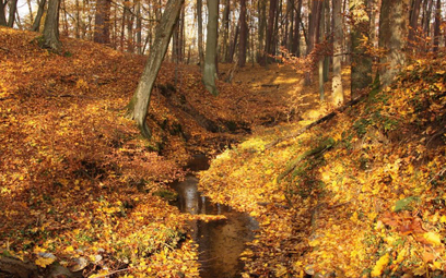 Gdzie wyskoczyć na wycieczkę na złotą polską jesień? Drawieński Park Narodowy kusi urokami przyrody