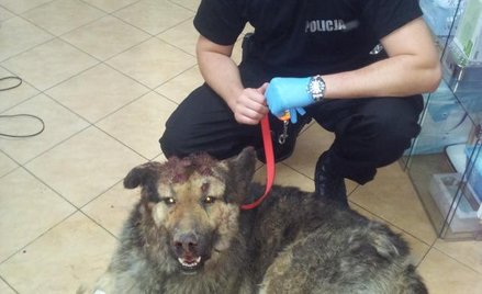 Bary i policjant, który chce go adoptować