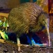 Nazywali kobietę w pracy "Kiwi". Sąd: To nie dyskryminacja