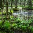 Białowieski Park Narodowy