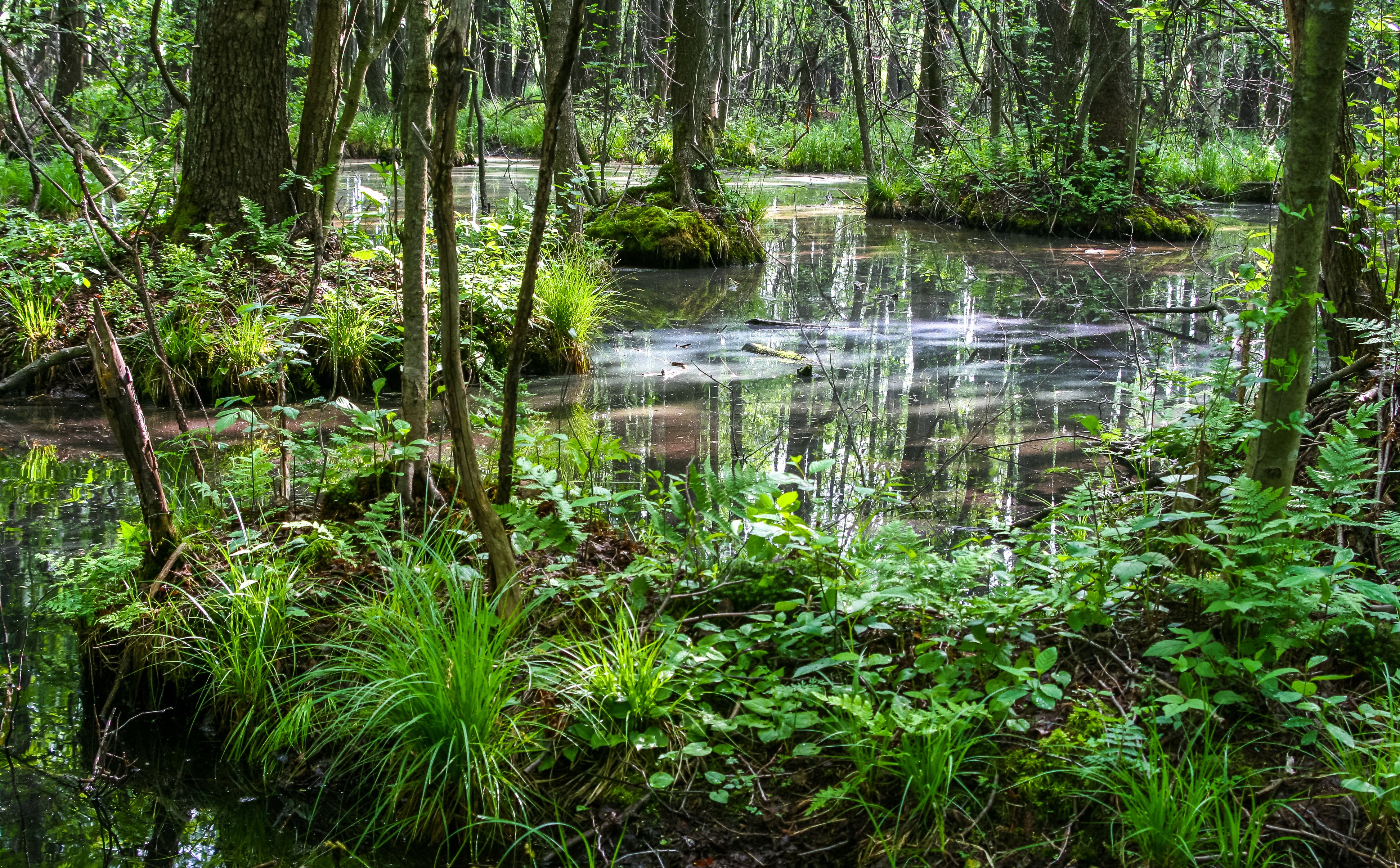 Ilona Jędrasik: Plan zarządzania Puszczą Białowieską to plan maksimum dla ludzi i przyrody
