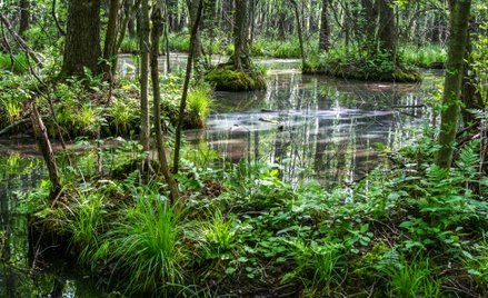 Białowieski Park Narodowy
