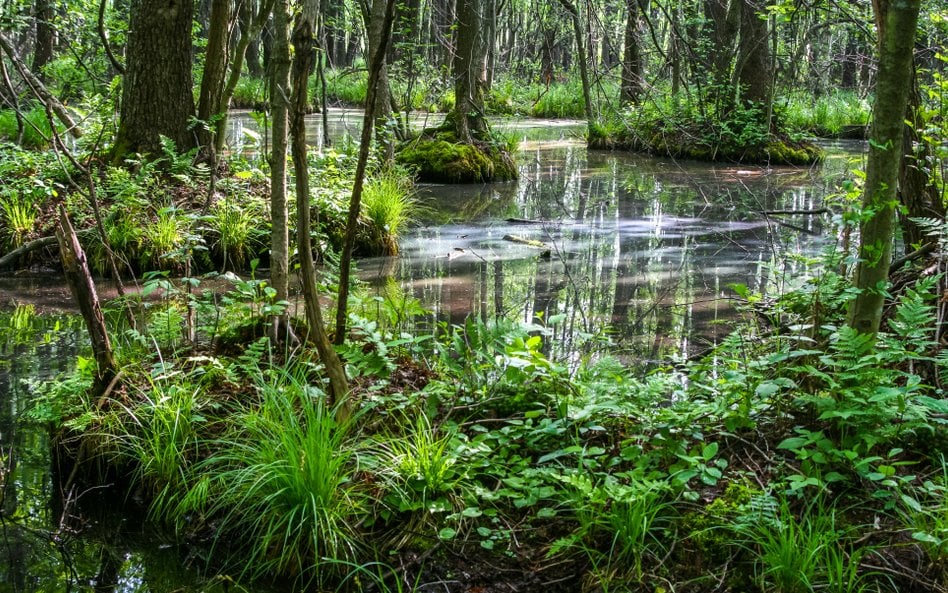 Białowieski Park Narodowy