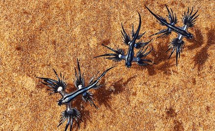 Inwazja błękitnych smoków na australijskiej plaży