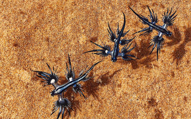 Inwazja błękitnych smoków na australijskiej plaży