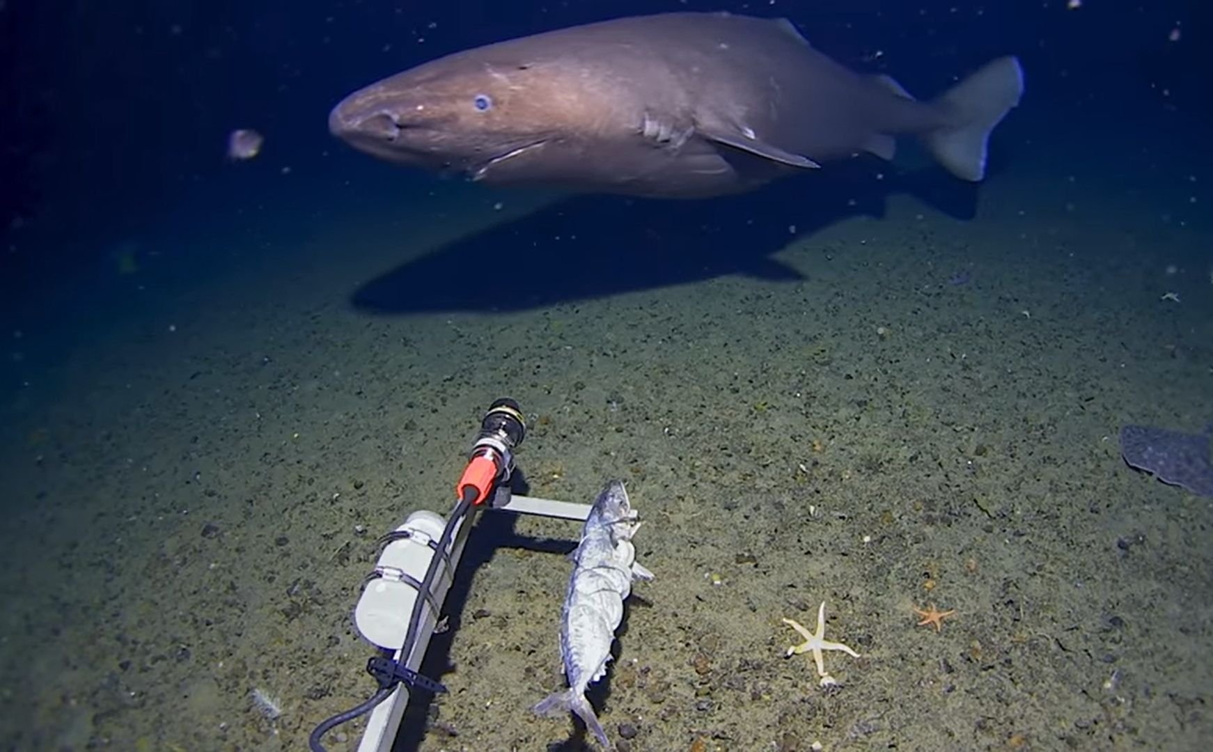 Rekin z głębin Antarktyki w oku kamery. Czegoś takiego jeszcze nie widzieliśmy