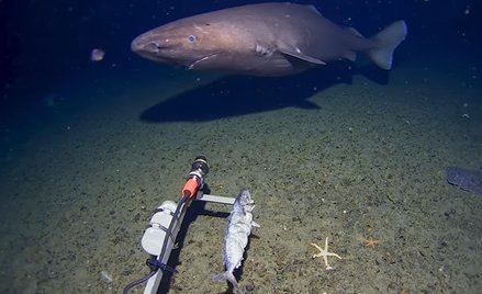 Pierwszy w historii rekin zarejestrowany w wodach Oceanu Południowego