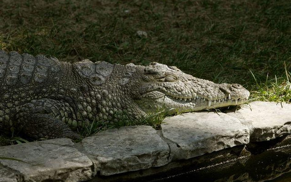 Samice krokodyli, Bolek i Zenek, wyjechały do zoo w Walencji