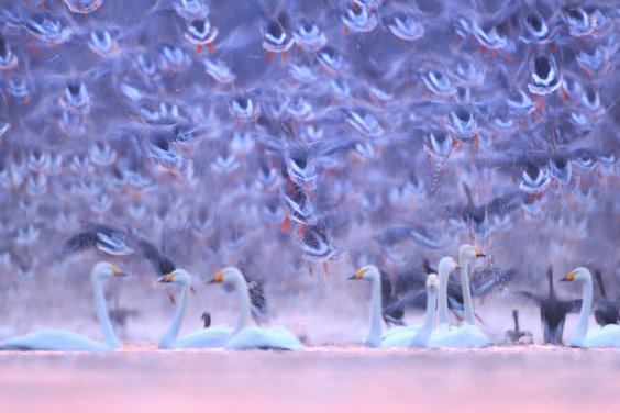 Ptasie ostoje podczas jesiennej migracji ptaków. Na zdjęciu noclegowisko tysięcy gęsi i łabędzi krzy