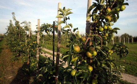 W sadownictwie warto zaangażować młodocianego albo czasownika