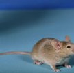 Zmutowane gryzonie zewnętrznie nie różnią się od zwykłych myszy