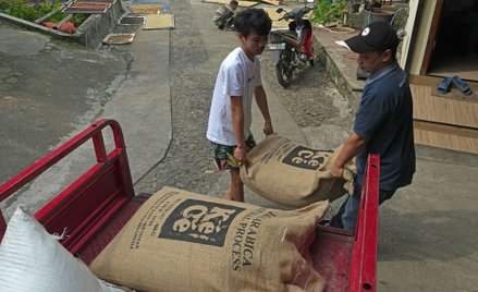 Uprawa kawy na wyspie Jawa w Indonezji. To jeden z czołowych producentów tego surowca na świecie.